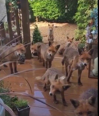 animales, salvajes, zorros, alimentos, comida